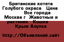 Британские котята Голубого окраса › Цена ­ 8 000 - Все города, Москва г. Животные и растения » Кошки   . Крым,Алупка